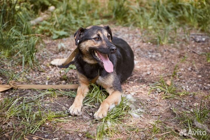 В добрые руки пёс Смельчак
