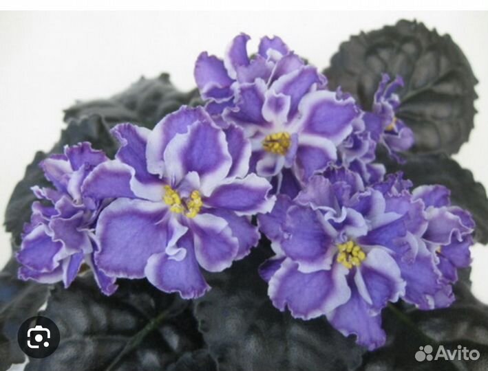 Детки сортовых фиалок