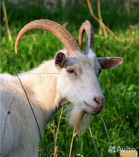 Продам козу дойную