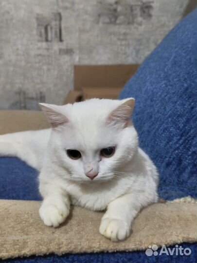 Белая британская кошка