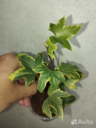 Плющ хедера хеликс