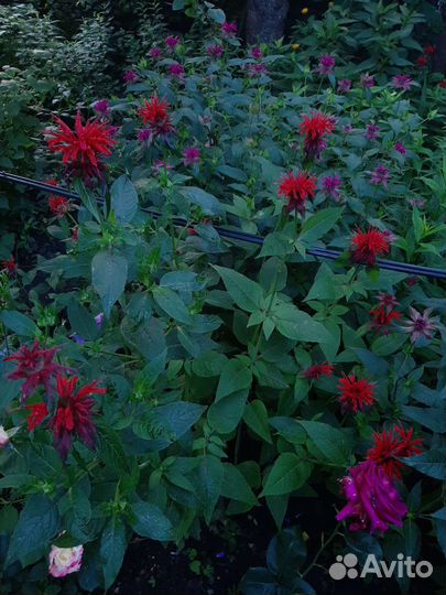 Монарда, флоксы, лилейники и другие многолетники