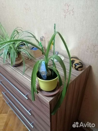 Индийский лук