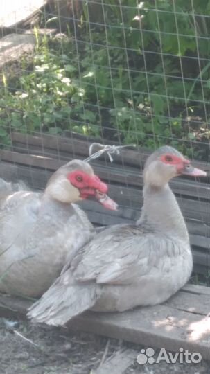 Утки и утята лавандового окраса