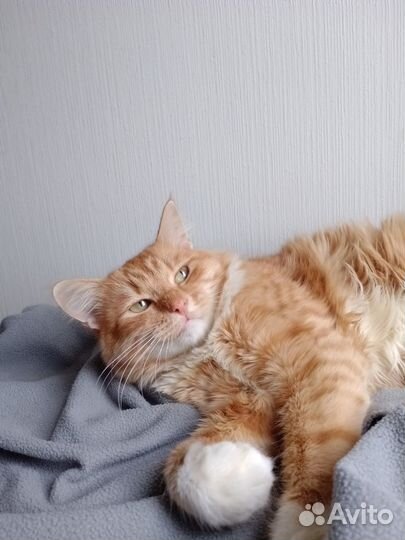 Лучезарный котик ищет семью