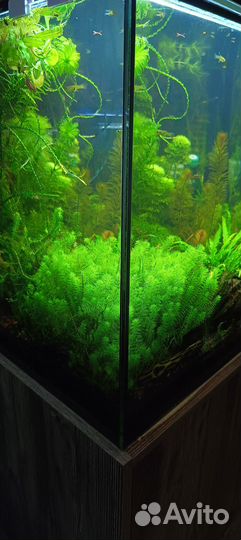 Аквариумные растения