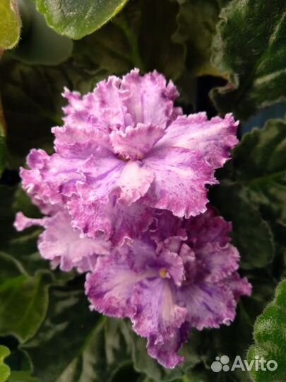 Сортовые фиалки листики,детки