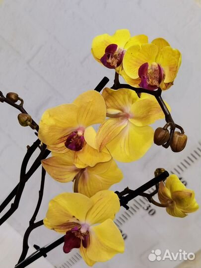 Азиат, Орхидея Sin-Yaun Golden Beauty 