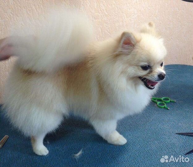 Стрижка собак и кошек