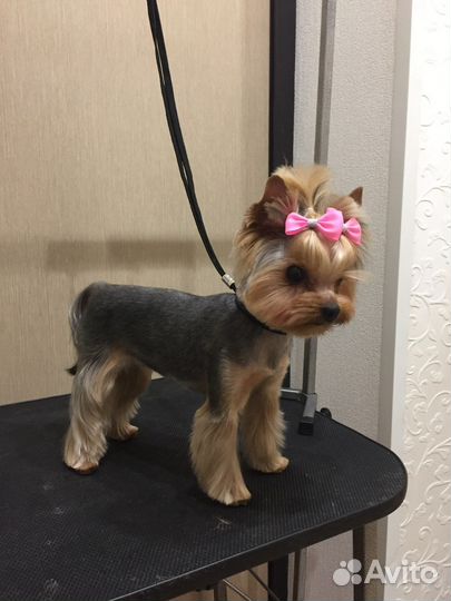 Груминг в Солнечном. Стрижка собак