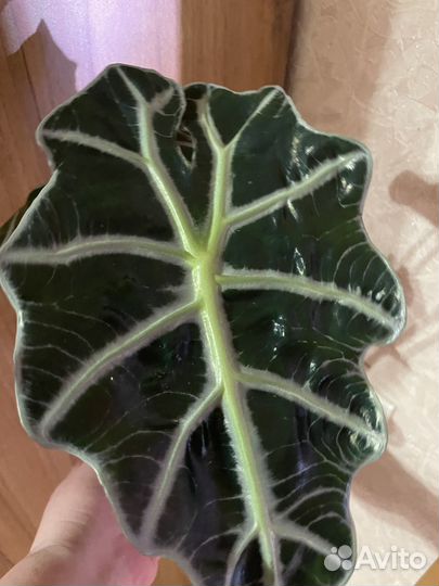 Алоказия Dwarf Amazonica,blak velvet