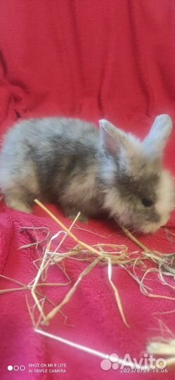 Декоративные кролики