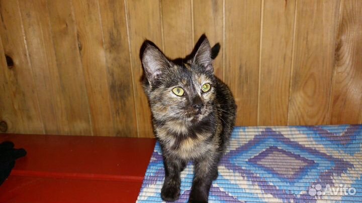 Котёнок девочка