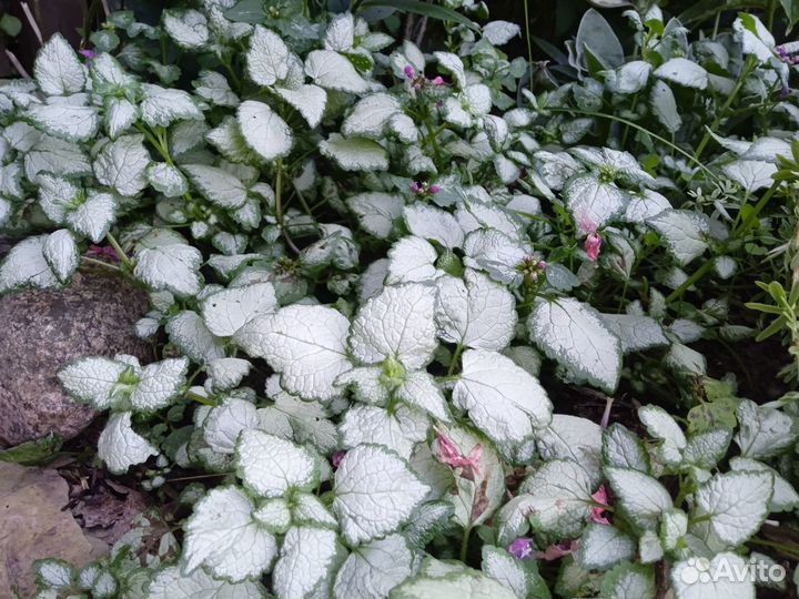 Пион Марьин корень