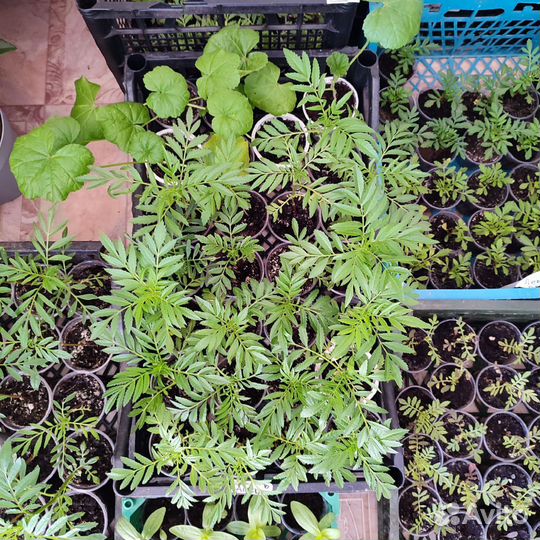 Рассада бархатцы