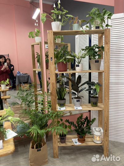 Комнатные растения