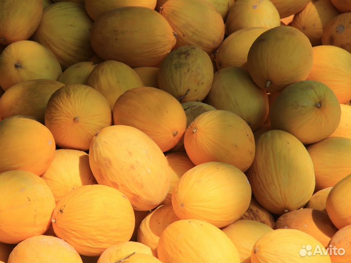 Дыни оптом