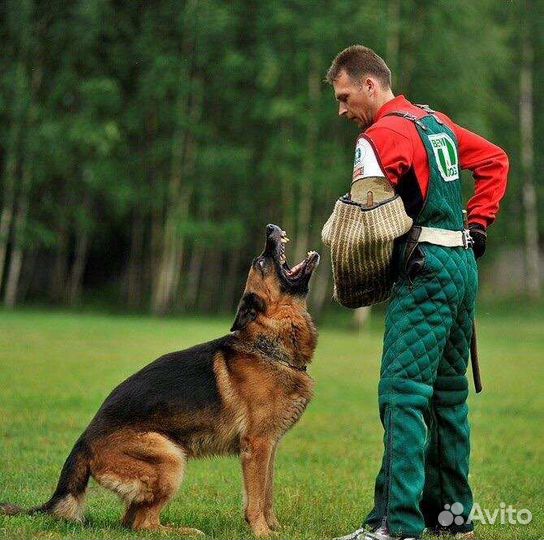 Дрессировка собак (школа для владельцев собак)