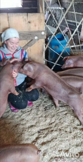 Продажа поросят Дюрок на Племя, Кантор