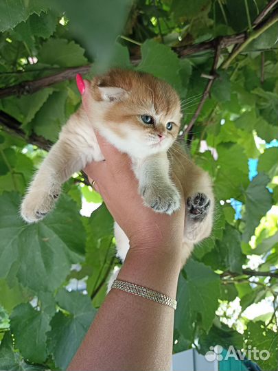 Шотландская вислоухая девочка