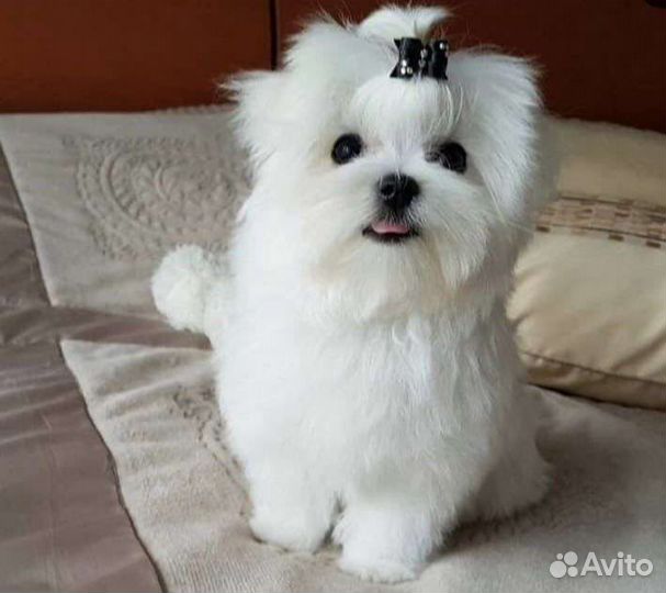 Мальтезе вязка мини