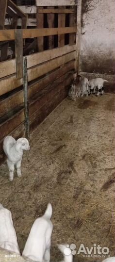 Козлята зааненские/нубийские