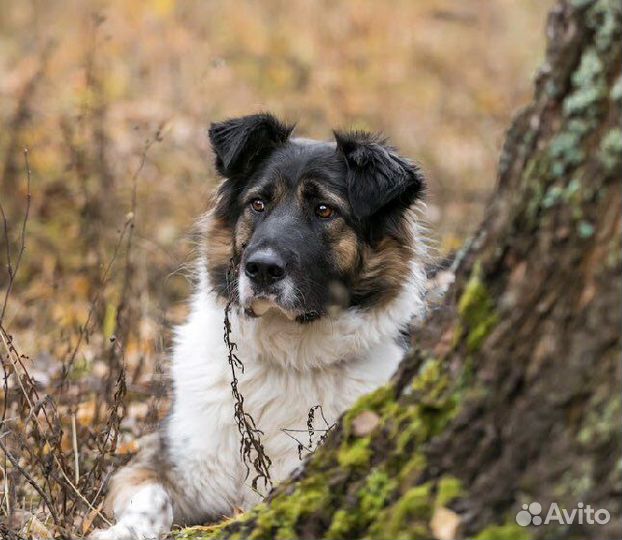 Собака в добрые руки
