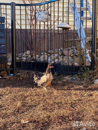 Декоративные куры