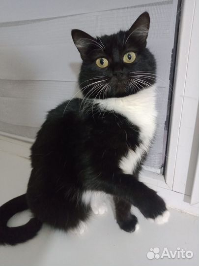 Милка - красавица кошечка, 9 мес