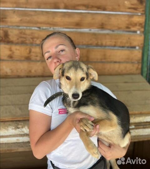 Собаки бесплатно, Киса