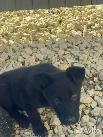 Собаки в дар