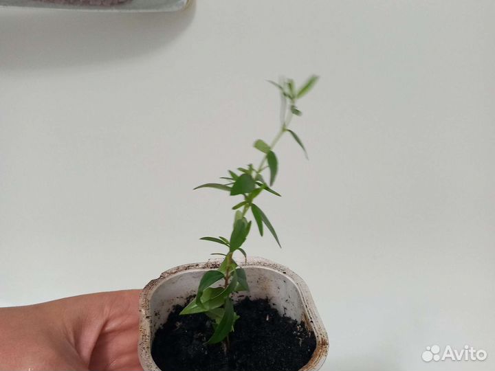 Мирт отросток