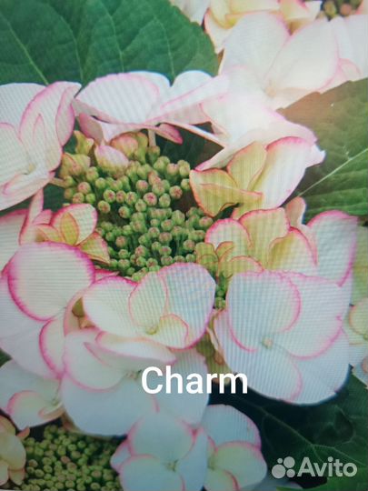 Гортензия крупнолистная саженцы