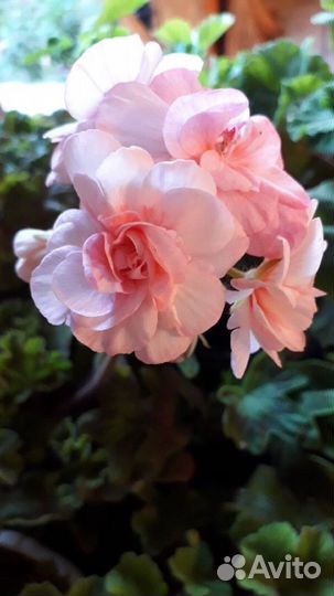 Пеларгония