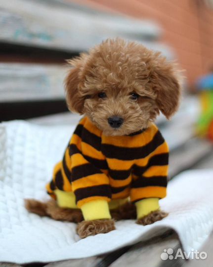 Мини той пудель