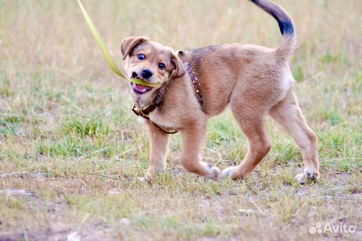 Малышка Альма мечтает о доме