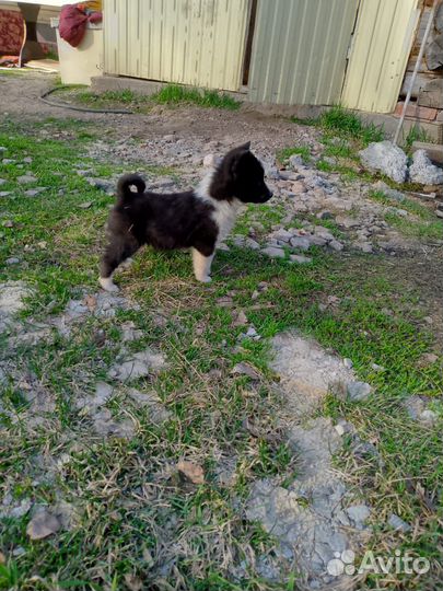 Щенки лайка