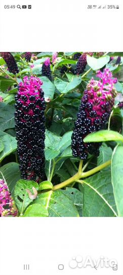 Лаконос Ягодный (Фитолокка)