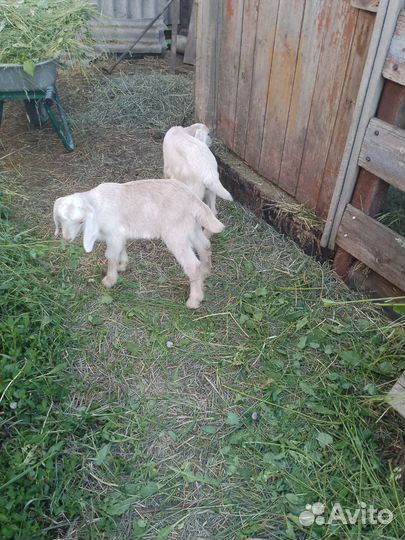 Козлики камори