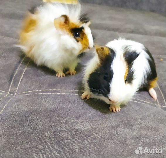 Морские свинки