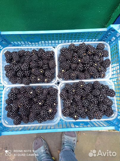 Саженцы ежевики Лох Тей