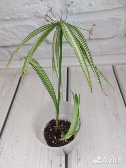 Каладиум, циперус вар