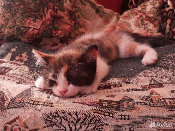 Котёнок