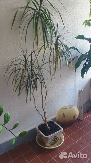 Пальма драцена