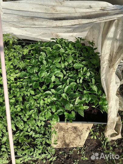 Рассада помидор, перца, цветов