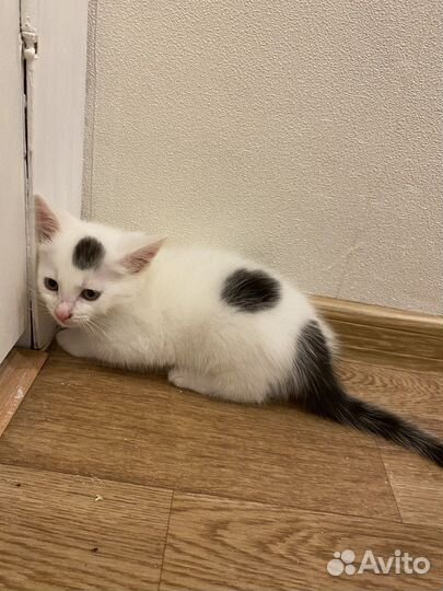 Котята в добрые руки даром