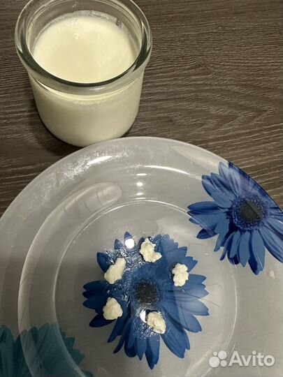 Кефирный молочный гриб