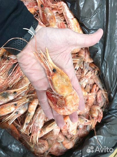 Креветка Ботан