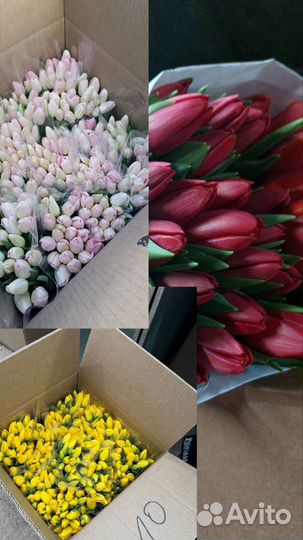 Тюльпаны премиум класса
