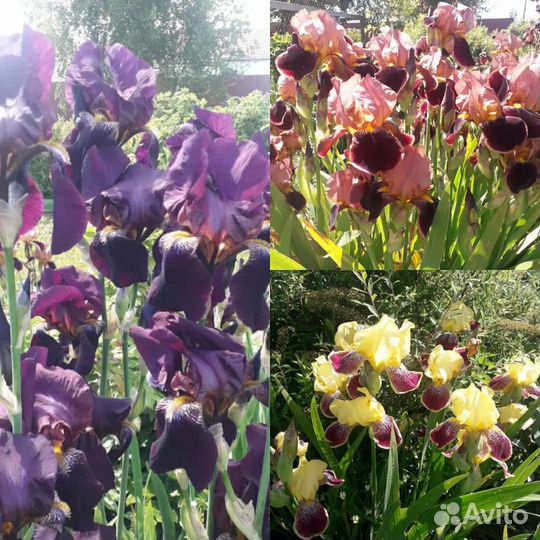 Ирисы распродажа